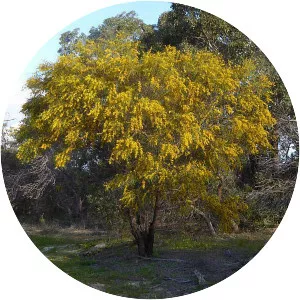 Acacia saligna - 