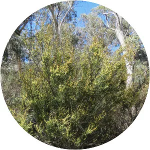 Acacia siculiformis - 