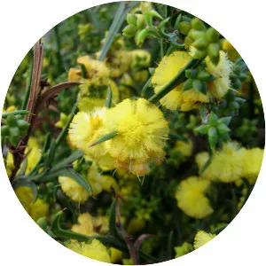 Acacia stenoptera - 