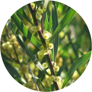 Acacia stricta - 