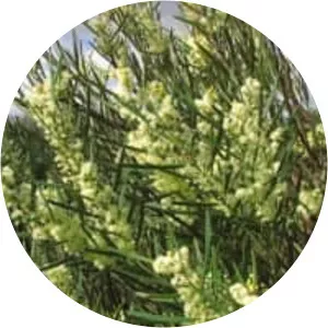 Acacia suaveolens - 