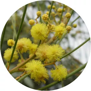 Acacia subulata - 