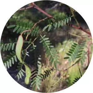Acacia terminalis - 