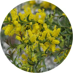 Acacia triptera - 