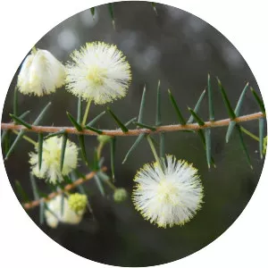 Acacia ulicifolia - 
