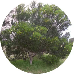 Acacia uncifolia