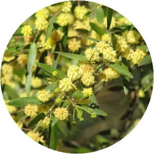 Acacia verniciflua - 