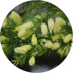 Acacia verticillata - 