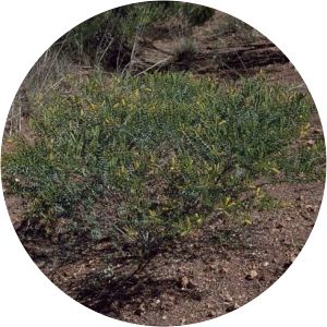 Acacia wickhamii - 