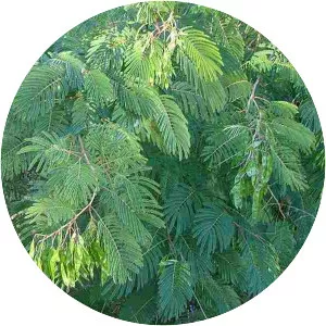 Acaciella angustissima