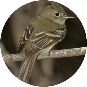 Acadian flycatcher