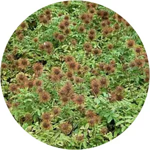 Acaena ovalifolia - 