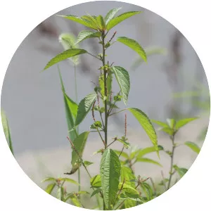 Acalypha australis - Plants