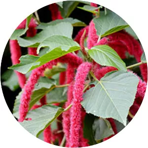 Acalypha hispida - Plants