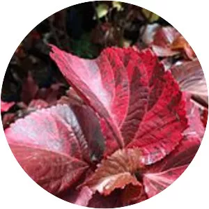 Acalypha wilkesiana - Plants