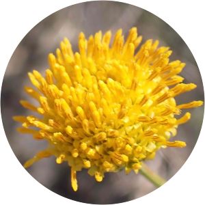 Acamptopappus sphaerocephalus - 