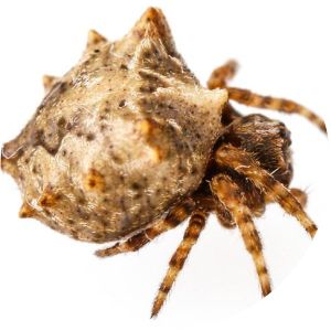 Acanthepeira stellata - 