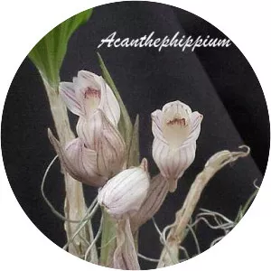 Acanthephippium striatum - 