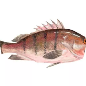 Acanthistius brasilianus - 