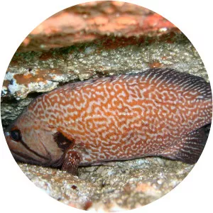 Acanthistius pictus - 