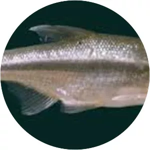 Acanthobrama telavivensis