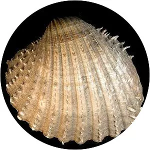 Acanthocardia aculeata