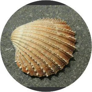 Acanthocardia echinata