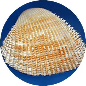 Acanthocardia spinosa