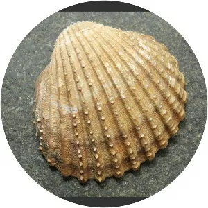 Acanthocardia tuberculata