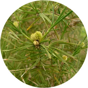 Acanthocarpus - Plants