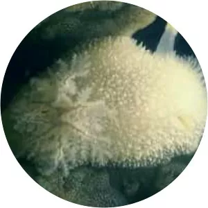 Acanthodoris pilosa - Animal