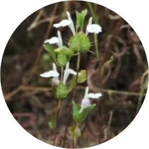 Acanthomintha ilicifolia - Plants