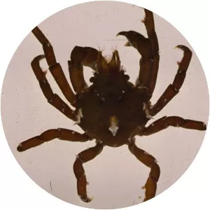 Acanthonyx lunulatus - 