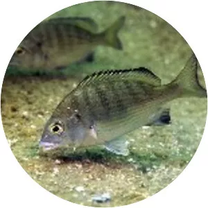 Acanthopagrus schlegelii