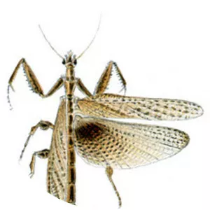 Acanthopidae