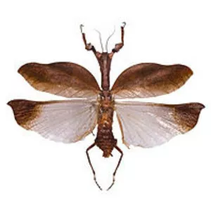 Acanthopinae