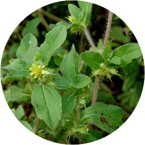 Acanthospermum hispidum