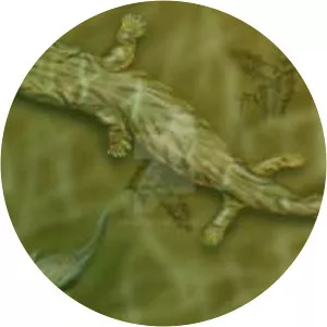 Acanthostega - Animal