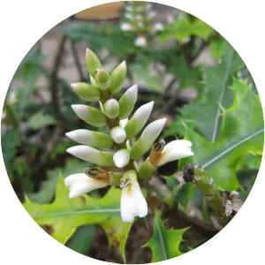 Acanthus ebracteatus