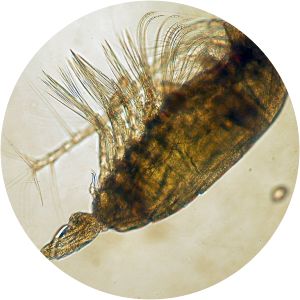 Acartia tonsa