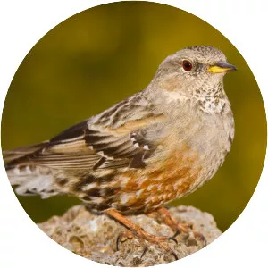 Accentors