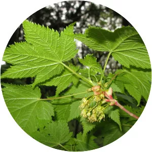 Acer argutum - 