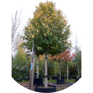 Acer campestre 'Elegant' - 