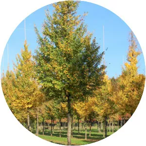 Acer campestre 'Elsrijk' - Plants