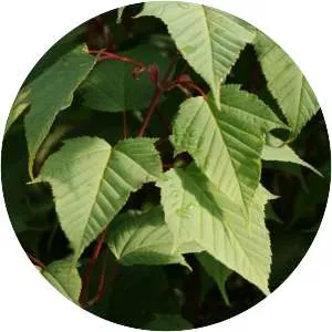 Acer capillipes - Plants