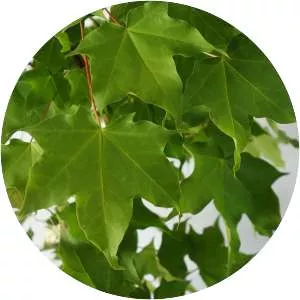 Acer cappadocicum