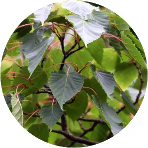 Acer caudatifolium