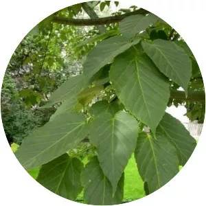 Acer davidii