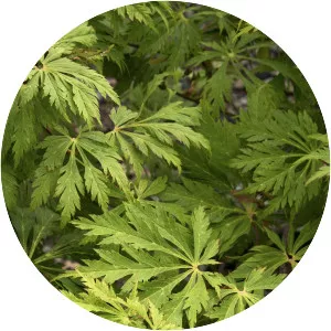 Acer japonicum