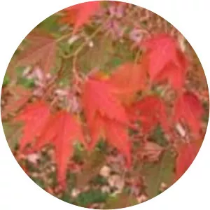 Acer micranthum